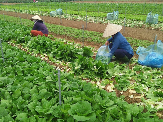 Mê Linh rộn ràng mùa rau Tết