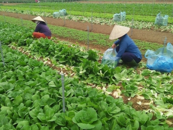 Mê Linh rộn ràng mùa rau Tết