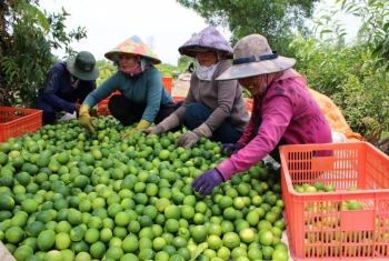 Long An: Nông sản rộn ràng vào vụ Tết