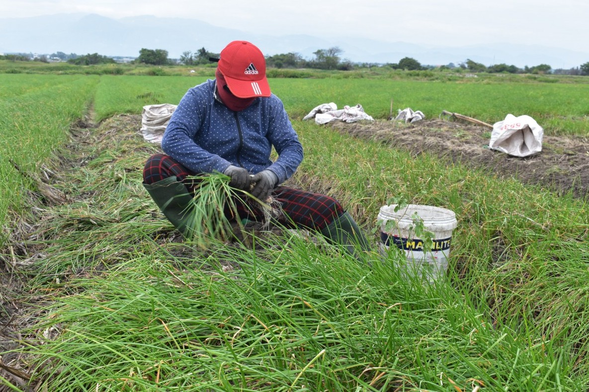 Cam Ranh thúc đẩy kinh tế tập thể, hợp tác xã năm 2025