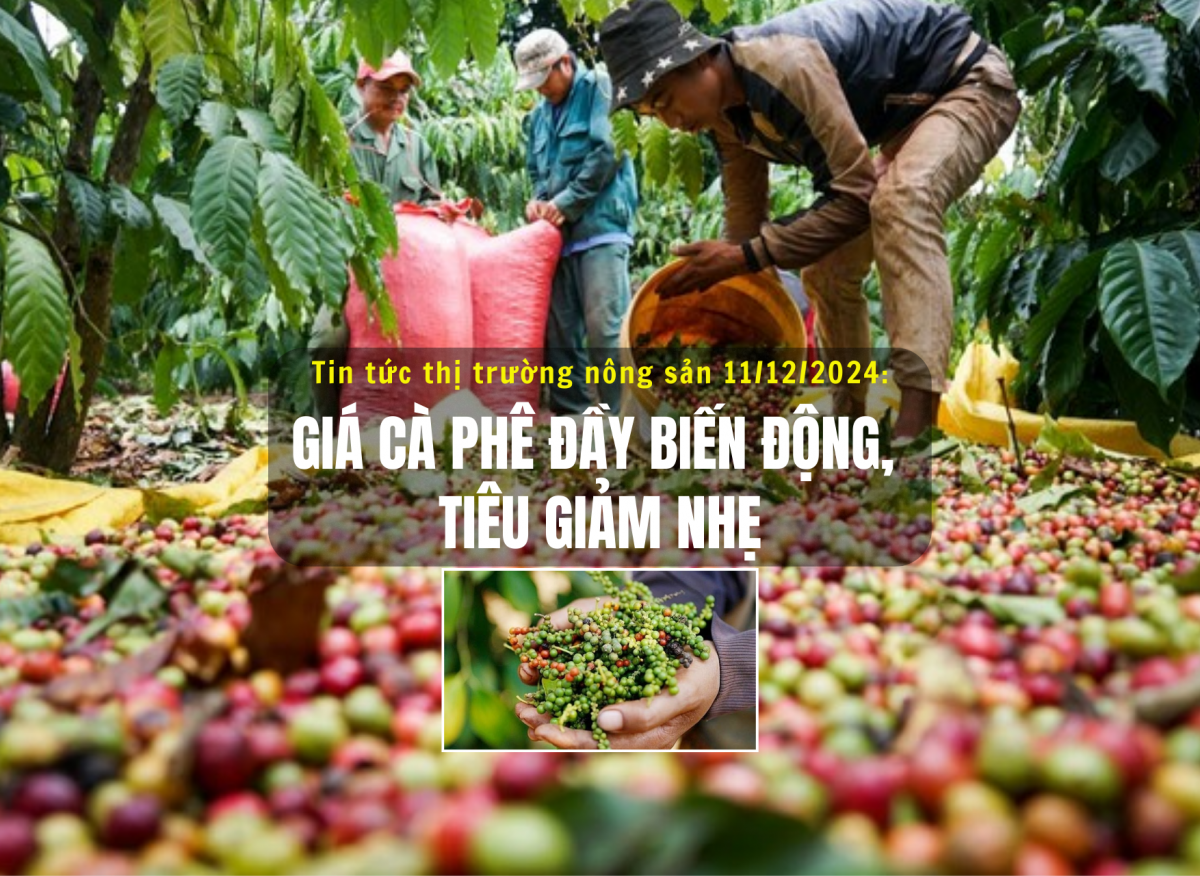 Tin tức thị trường nông sản 11/12/2024: Giá cà phê đầy biến động, tiêu giảm nhẹ