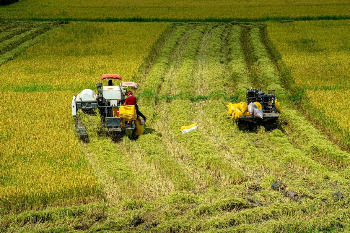 Tân Châu: Phát triển kinh tế nông hộ, nâng cao thu nhập cho người dân