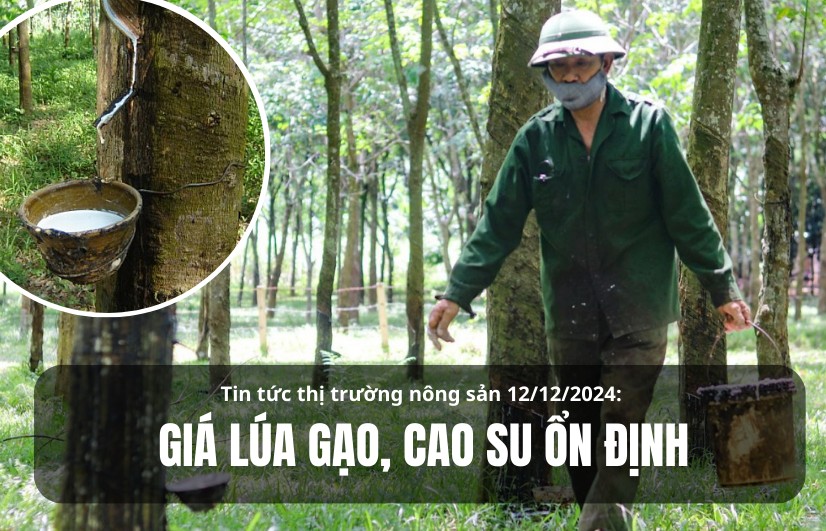 Tin tức thị trường nông sản 12/12/2024: Giá lúa gạo, cao su ổn định