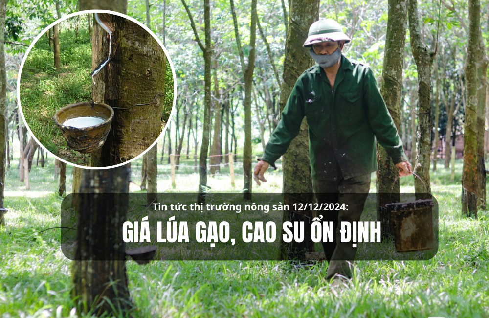 Tin tức thị trường nông sản 12/12/2024: Giá lúa gạo, cao su ổn định