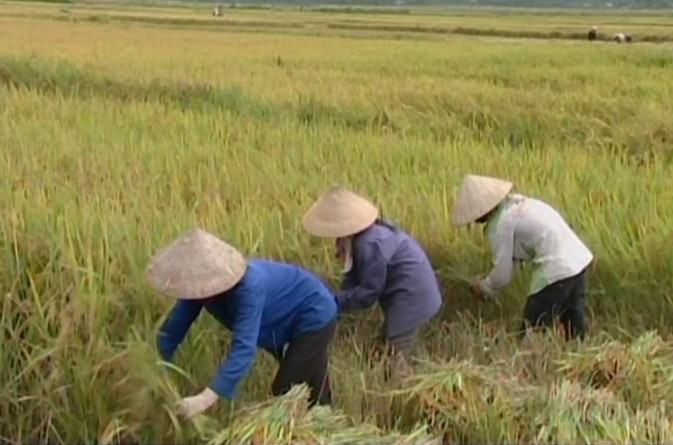 Nông nghiệp Điện Biên: Chuyển mình trong tư duy sản xuất