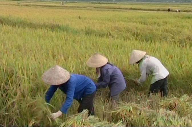 Nông nghiệp Điện Biên: Chuyển mình trong tư duy sản xuất