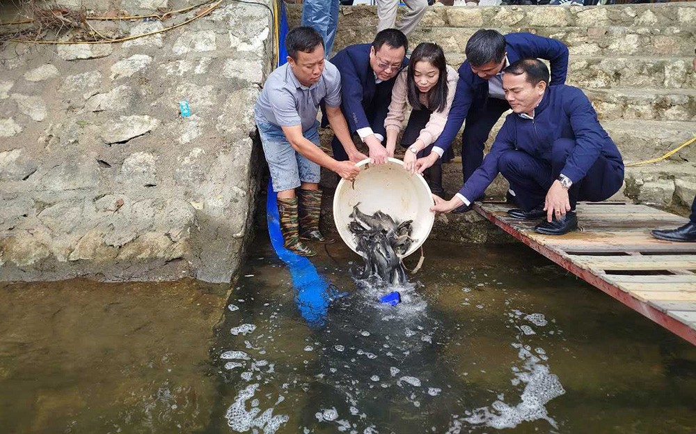 Hồ Thác Bà: Thả cá giống, bảo vệ môi trường và phát triển kinh tế