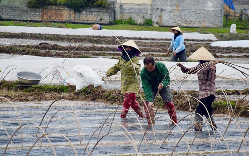 Khuyến cáo phòng, chống rét đậm, rét hại: Bảo vệ sản xuất và sức khỏe cộng đồng