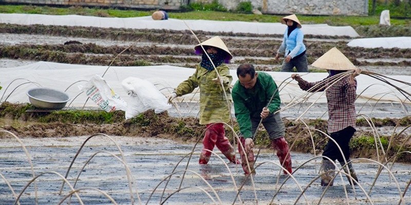 Khuyến cáo phòng, chống rét đậm, rét hại: Bảo vệ sản xuất và sức khỏe cộng đồng