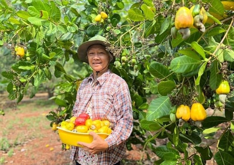 Hành trình sản xuất nông nghiệp hữu cơ ở Việt Nam