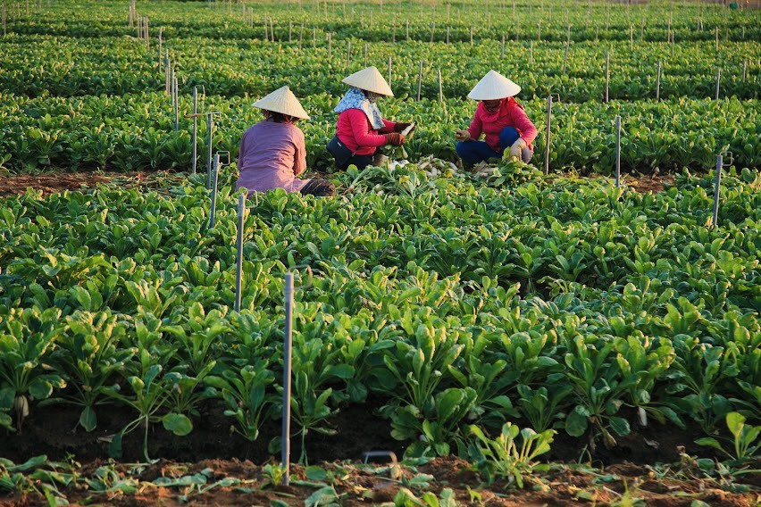 Nghệ An: Vựa rau màu lớn nhất vào mùa bội thu