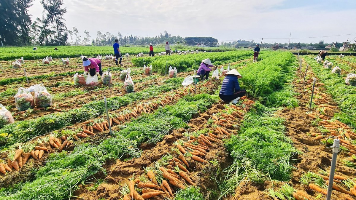 Nghệ An: Vựa rau màu lớn nhất vào mùa bội thu