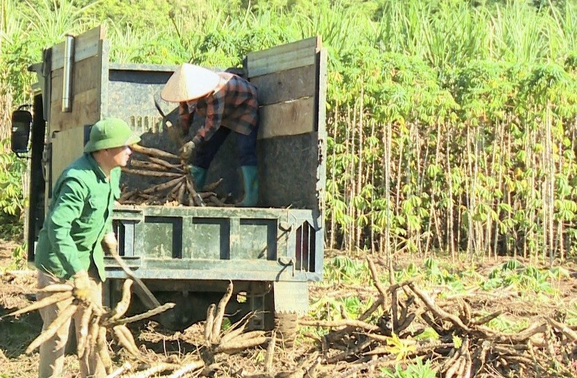 Quảng Hòa: Để cây sắn phát triển cần đẩy mạnh sản xuất liên kết theo chuỗi giá trị bền vững