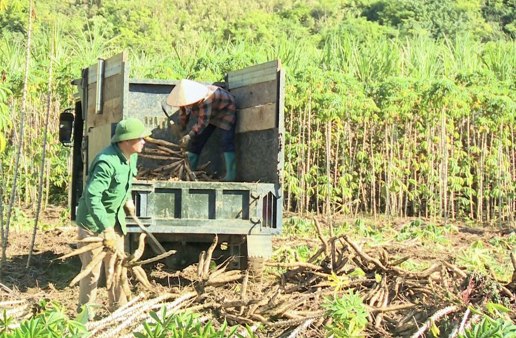 Quảng Hòa: Để cây sắn phát triển cần đẩy mạnh sản xuất liên kết theo chuỗi giá trị bền vững