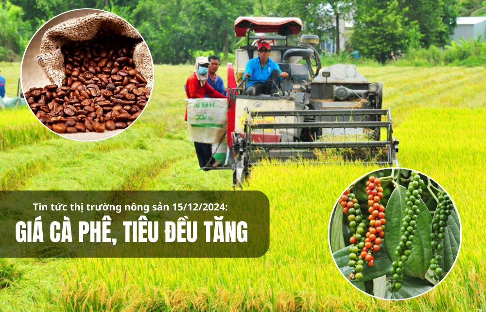 Tin tức thị trường nông sản 15/12/2024: Giá cà phê, tiêu đều tăng