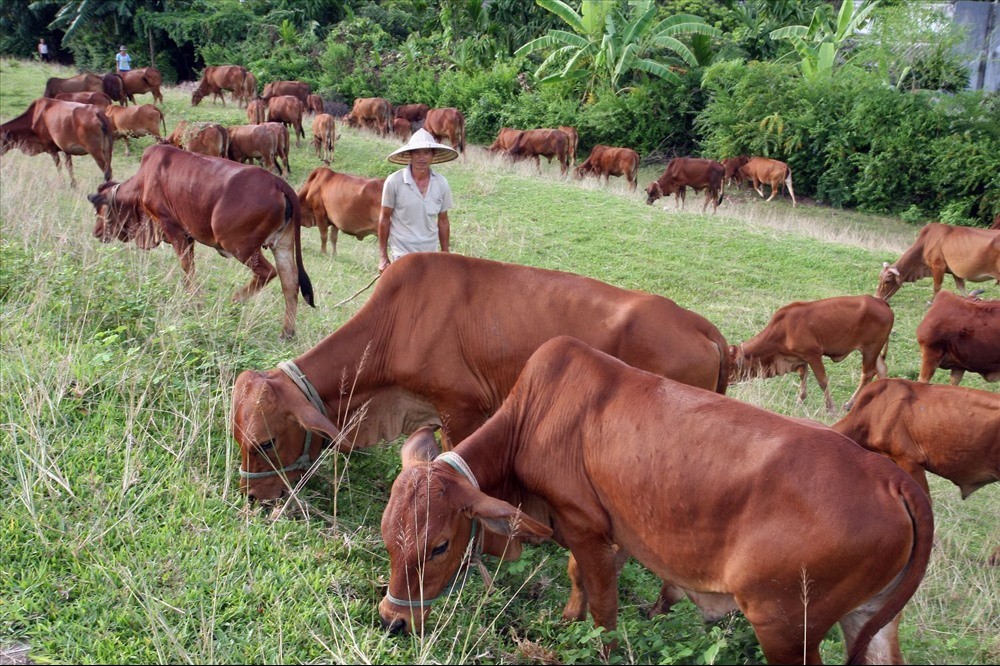 Chăn nuôi Việt Nam bứt phá chớp thời cơ vàng