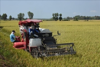 Bà Rịa - Vũng Tàu: Lúa mùa "vàng" giữa mùa mưa bão