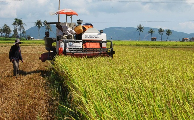 Phú Yên nâng tầm hạt gạo, vươn ra biển lớn