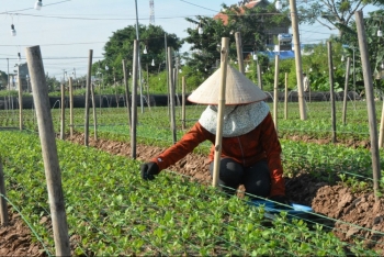 Hội Nông dân "bảo vệ" nông sản sạch Nam Định