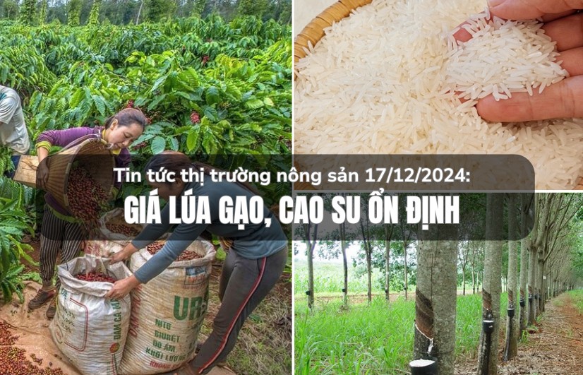 Tin tức thị trường nông sản 17/12/2024: Giá lúa gạo, cao su ổn định