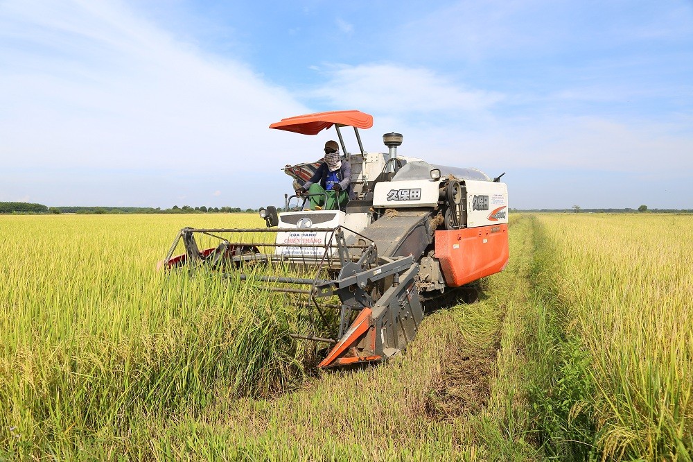 Tánh Linh tìm kiếm giống lúa mới cho năng suất vượt trội