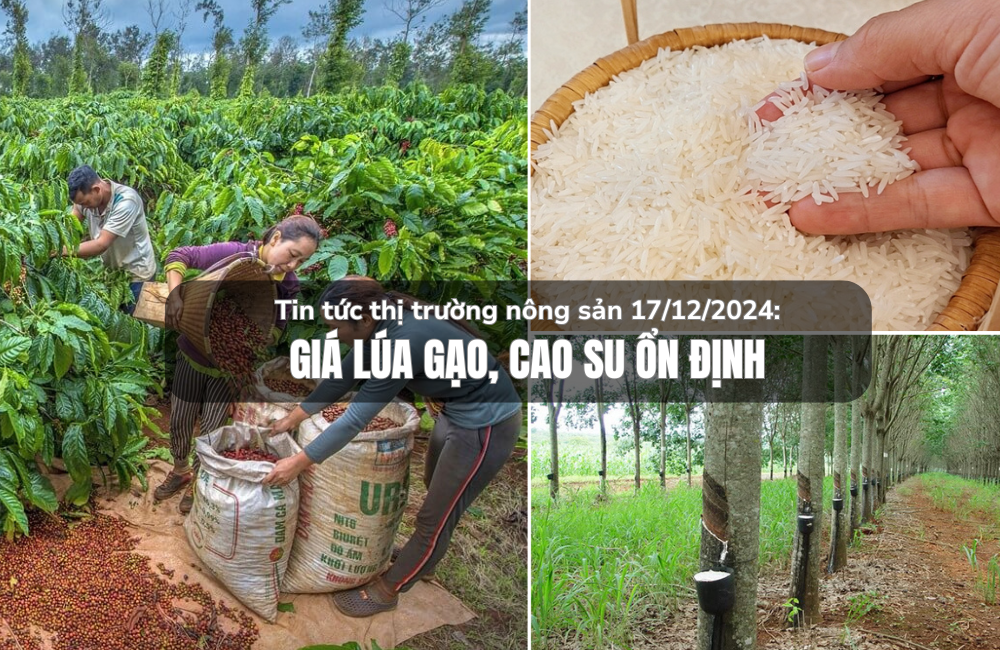 Tin tức thị trường nông sản 17/12/2024: Giá lúa gạo, cao su ổn định