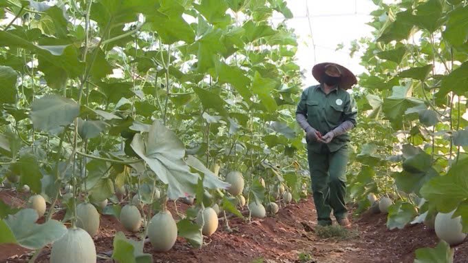 Gia Lai: Đẩy mạnh phát triển sản xuất rau, hoa và cây ăn quả theo hướng bền vững