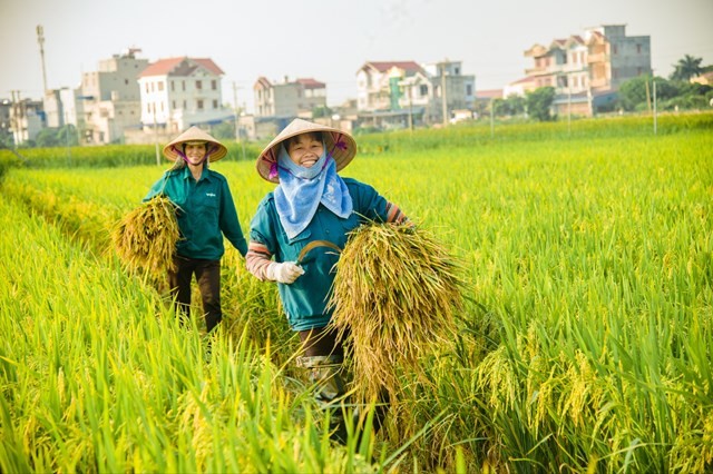 Nông nghiệp bền vững ở Việt Nam: Nhiều thách thức, rào cản phía trước