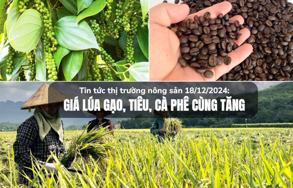 Tin tức thị trường nông sản 18/12/2024: Giá lúa gạo, tiêu, cà phê tăng nhẹ