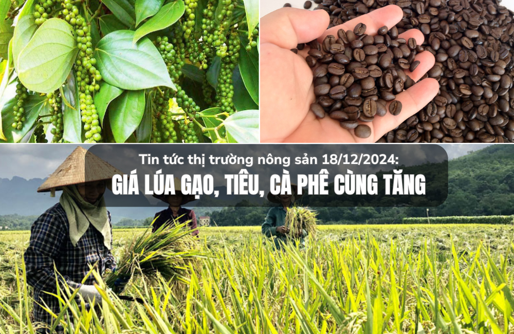 Tin tức thị trường nông sản 18/12/2024: Giá lúa gạo, tiêu, cà phê tăng nhẹ