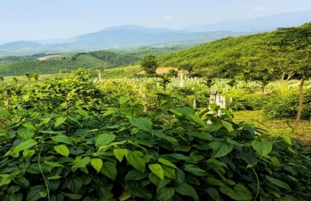 Farm dược liệu Sachi Châu Anh: Mô hình nông nghiệp dược liệu tuần hoàn