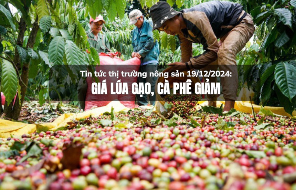 Tin tức thị trường nông sản 19/12/2024: Giá lúa gạo, cà phê giảm