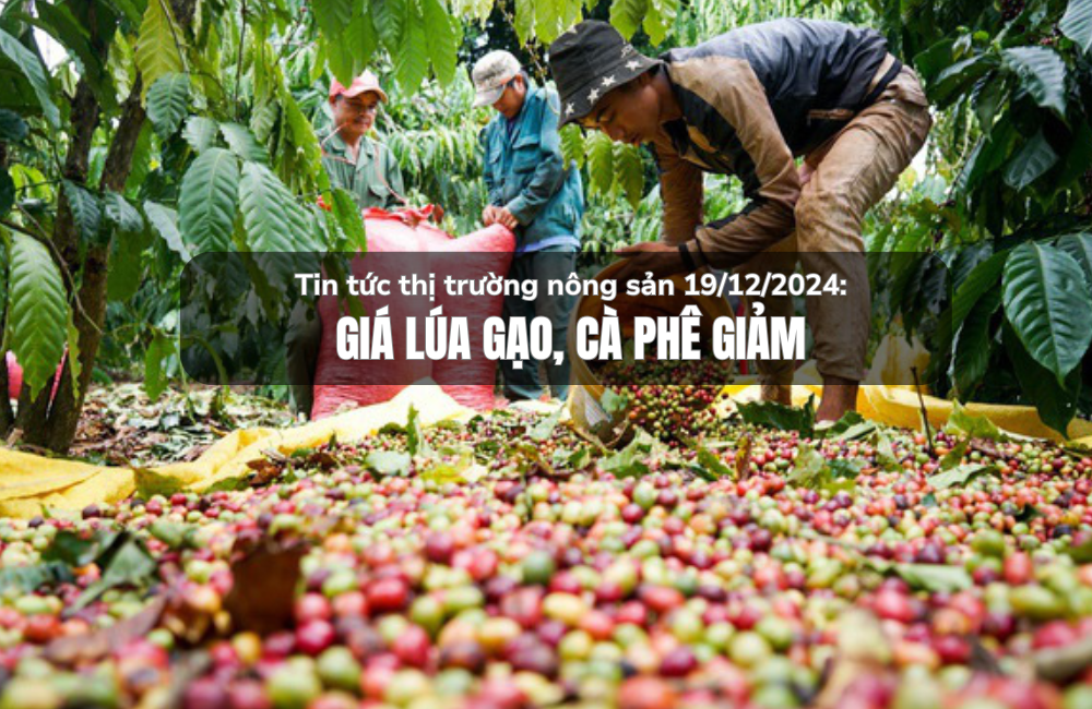 Tin tức thị trường nông sản 19/12/2024: Giá lúa gạo, cà phê giảm