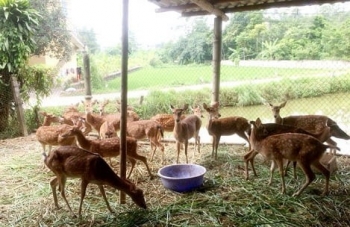 Lào Cai: Nuôi động vật hoang dã phát triển, cần quản lý chặt chẽ