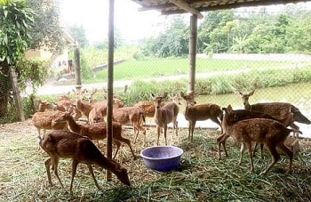 Lào Cai: Nuôi động vật hoang dã phát triển, cần quản lý chặt chẽ