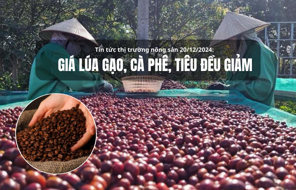 Tin tức thị trường nông sản 20/12/2024: Giá lúa gạo, cà phê, tiêu đều giảm