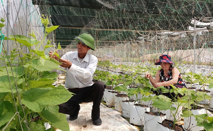 Khuyến nông Quảng Bình: Nâng cao năng suất, thu nhập cho nông dân