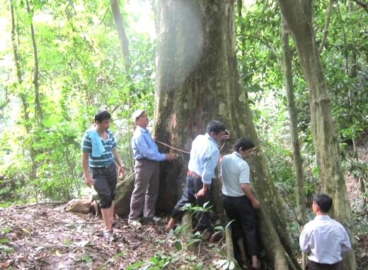 Hai cánh rừng thiêng mang dấu ấn Đại tướng Võ Nguyên Giáp