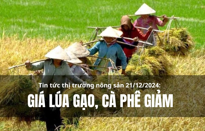 Tin tức thị trường nông sản 21/12/2024: Giá lúa gạo, cà phê tiếp tục giảm