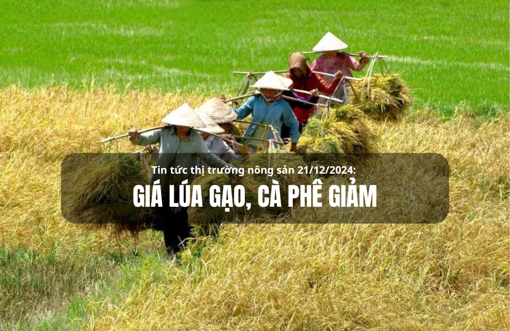 Tin tức thị trường nông sản 21/12/2024: Giá lúa gạo, cà phê tiếp tục giảm