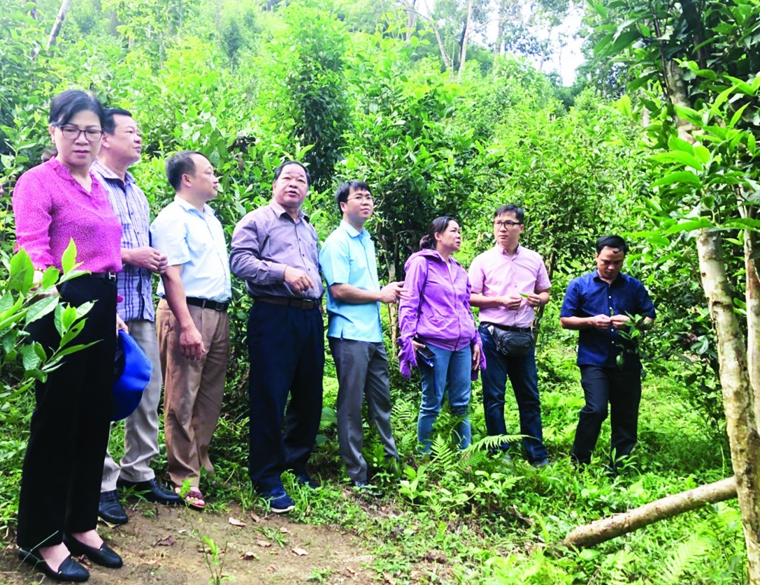 Tỉnh Tuyên Quang đã được Hiệp hội Nông nghiệp Hữu cơ Việt Nam hỗ trợ triển khai một số hoạt động sản xuất nông nghiệp hữu cơ.