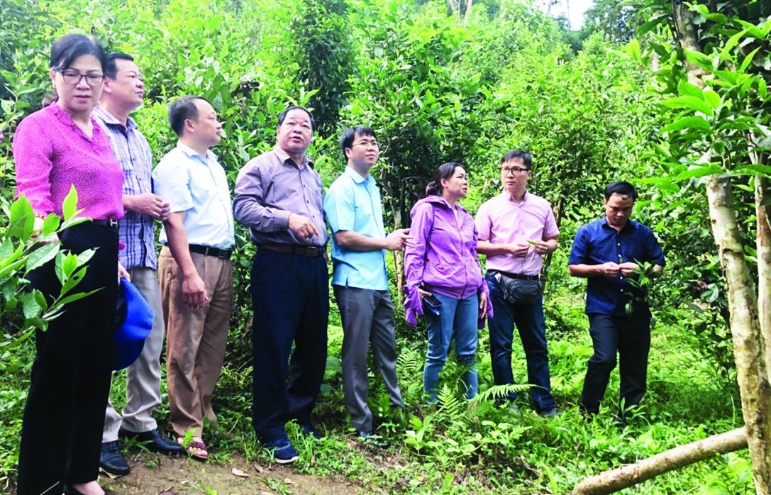 Tuyên Quang tăng cường đào tạo để phát triển sản xuất nông nghiệp hữu cơ