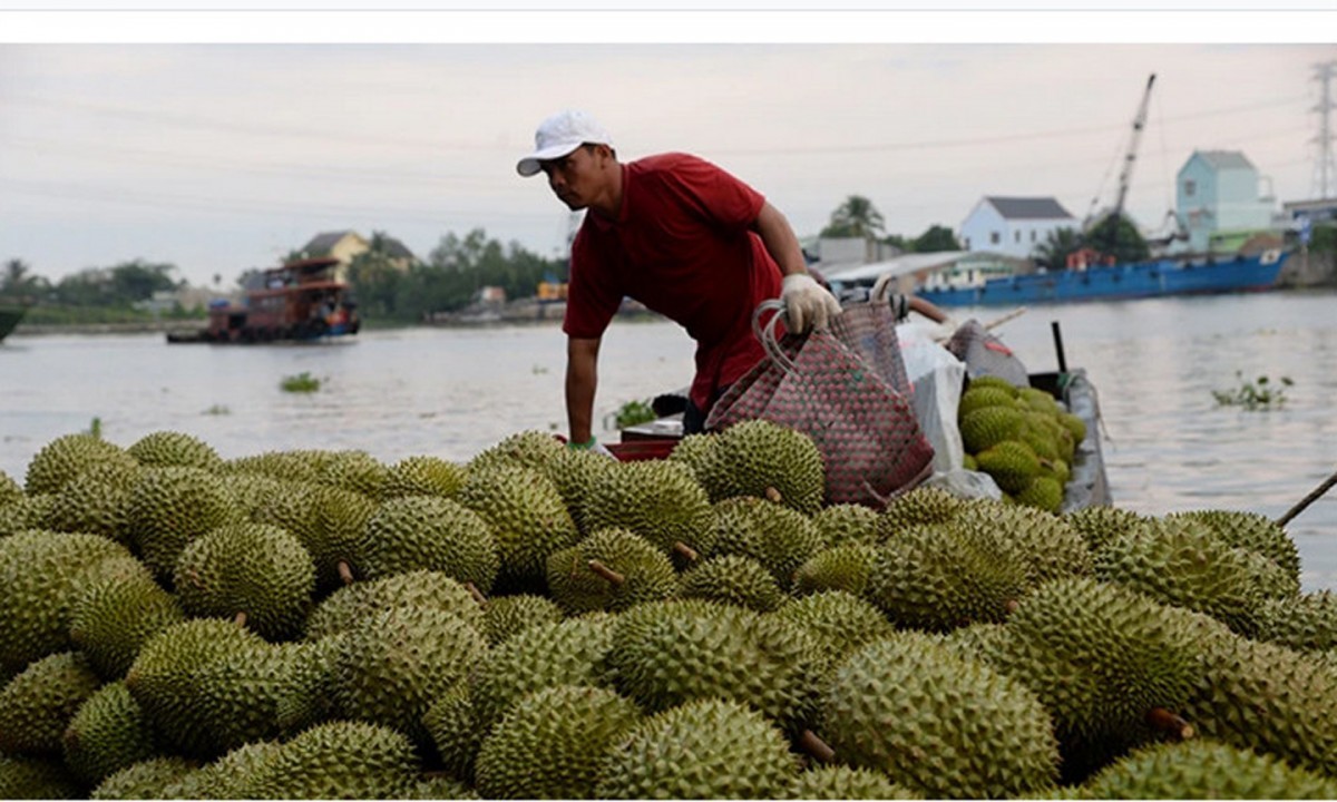 Thị trường sầu riêng Tiền Giang: Từ sôi động đến trầm lắng