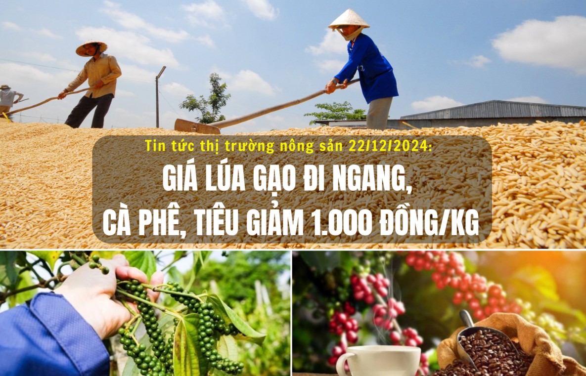 Tin tức thị trường nông sản 22/12/2024: Giá lúa gạo đi ngang, cà phê, tiêu giảm 1.000 đồng/kg