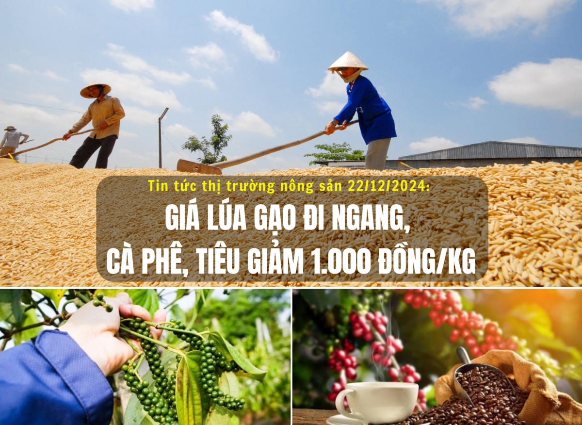 Tin tức thị trường nông sản 22/12/2024: Giá lúa gạo đi ngang, cà phê, tiêu giảm 1.000 đồng/kg