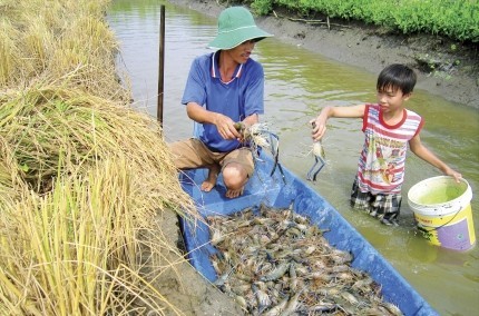 Trà Vinh: Bền vững với "lúa - tôm", "rừng - tôm"