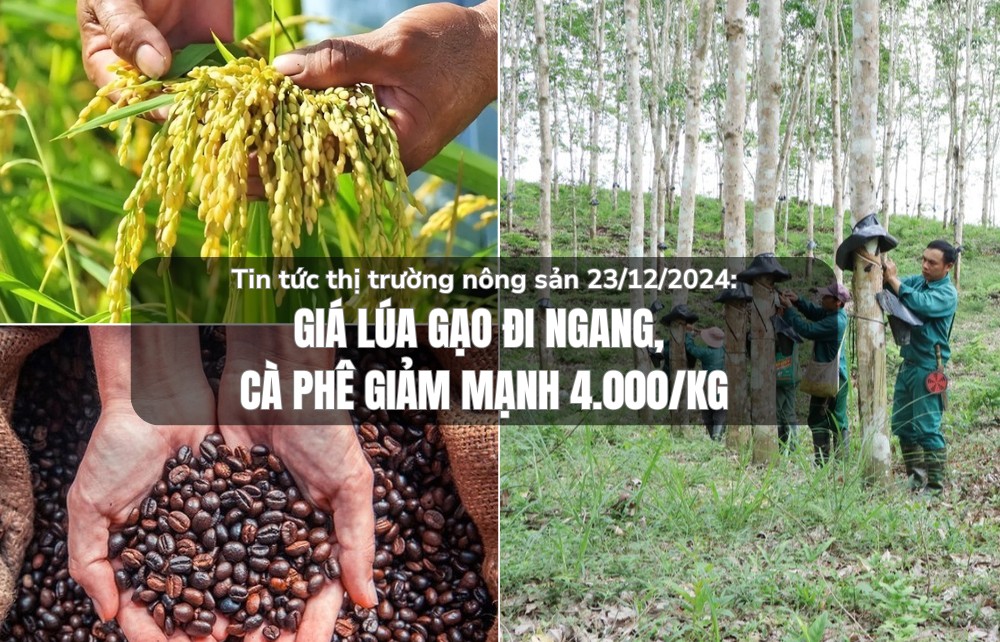 Tin tức thị trường nông sản 23/12/2024: Giá lúa gạo đi ngang, cà phê giảm mạnh 4.000 đồng/kg