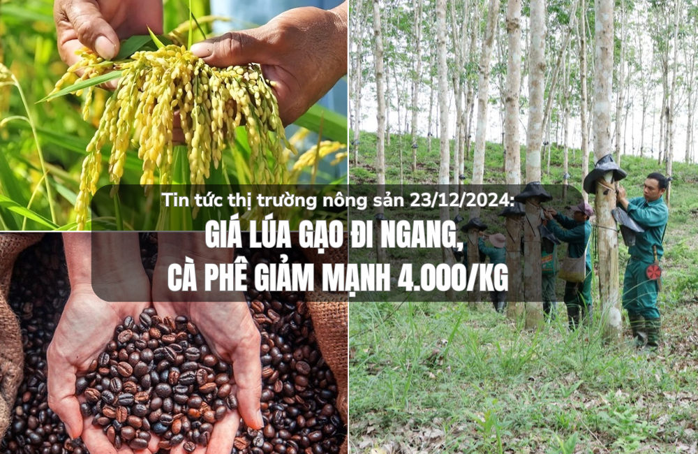 Tin tức thị trường nông sản 23/12/2024: Giá lúa gạo đi ngang, cà phê giảm mạnh 4.000 đồng/kg