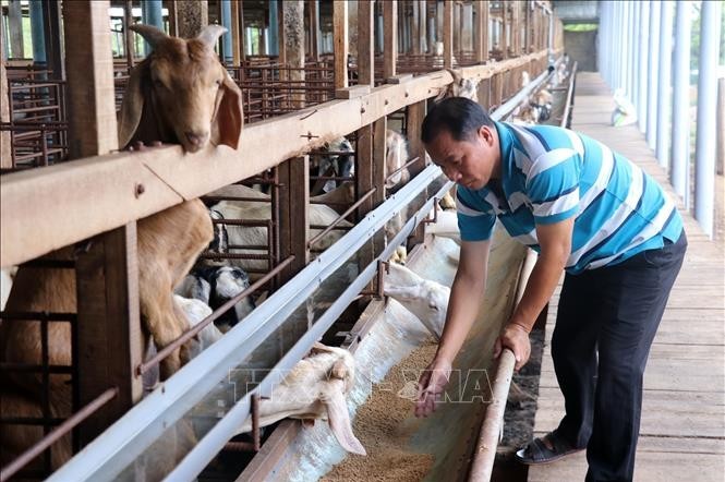 Mô hình chăn nuôi dê "hốt bạc" ở Tiền Giang