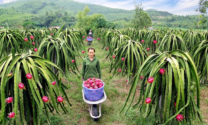 Thanh long ruột đỏ Lập Thạch - Trái ngọt trên vùng đất mới